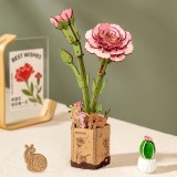 Pink Carnation